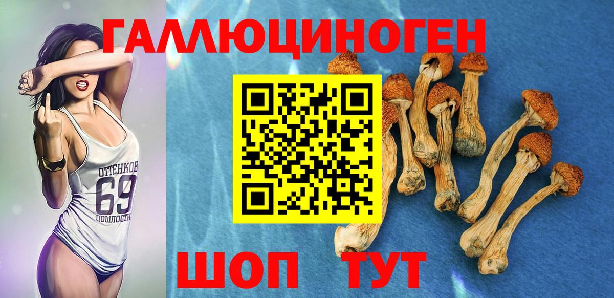 Псилоцибиновые грибы GOLDEN TEACHER Топки